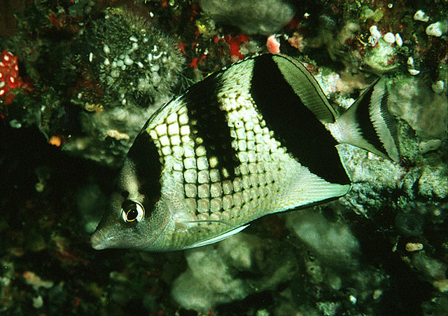 Chaetodon argentatus